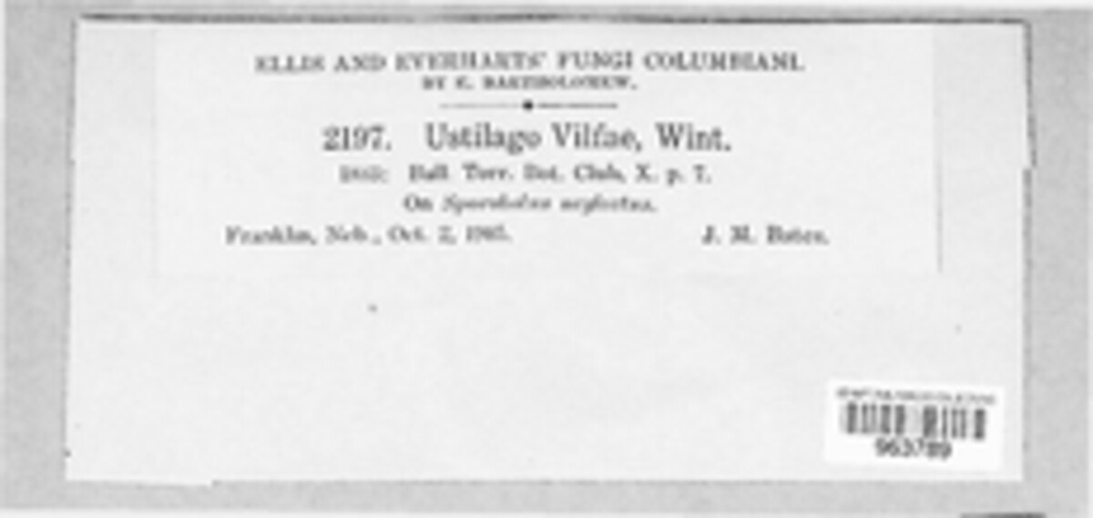 Ustilago vilfae image